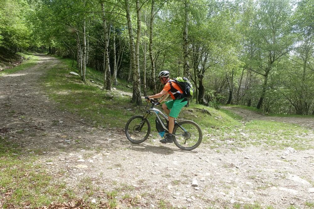 Einsame Auffahrt durch lichte Birkenwälder
