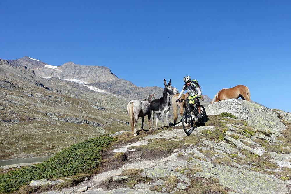 Am Start: was für eine Eselei!