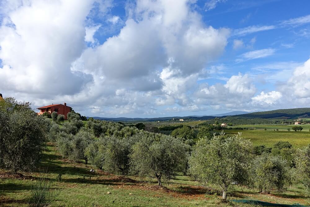 Fahrt durch Olivenhaine