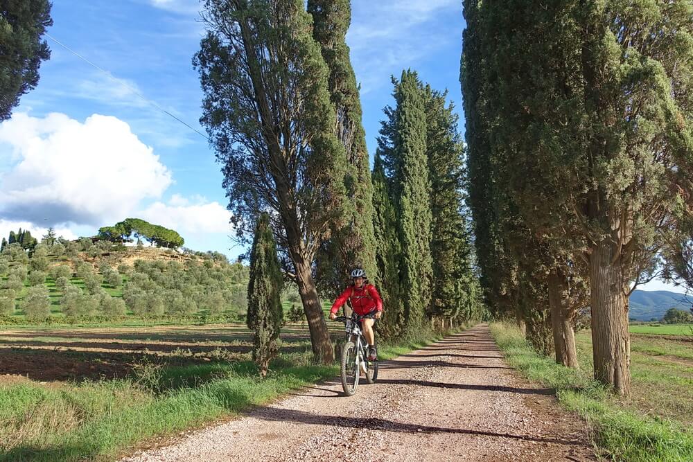 Endlose Zypressenalleen