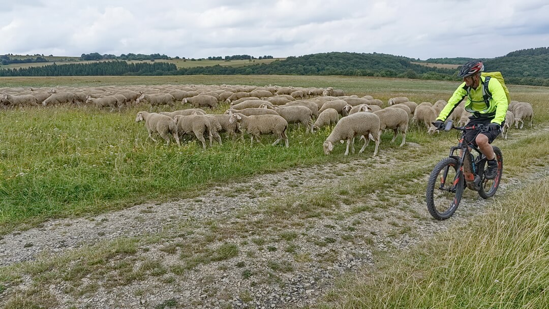 Interessante Begegnung mit der berühmten Schafherde aus Bamberg