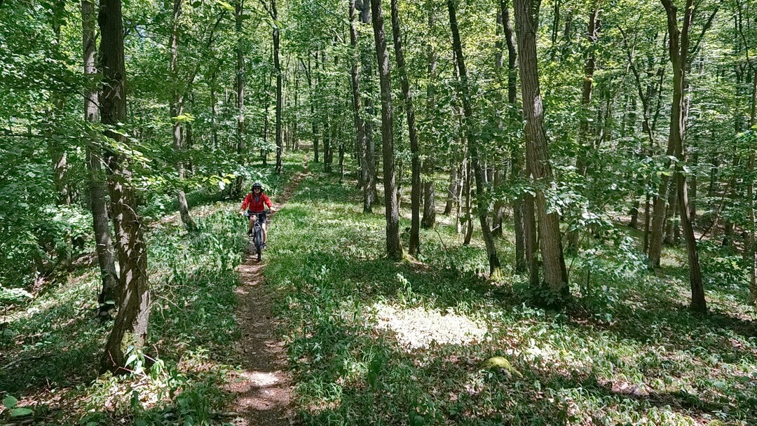 Einsame Waldpfade