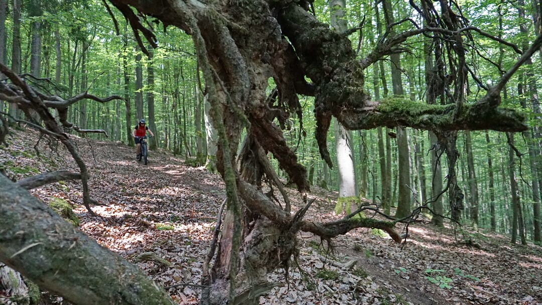 trail klaushofrunde 
